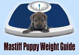 mastiff puppy weight guide helpful