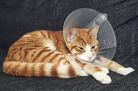 estrus symptoms after spaying in cats