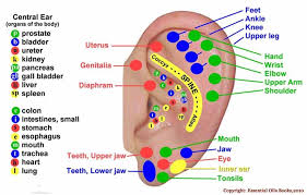 Ear Reflexology Charts Reflexology Ear Chart Tips