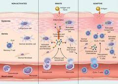 Immuno Innate Immunity Vs Adaptive Immunity Flashcards