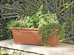 How To Grow Edibles In Window Boxes