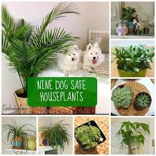 8 Dog Safe Plants For A Stylish Home