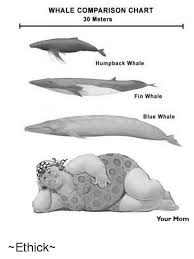 Whale Comparison Chart 30 Meters Humpback Whale Fin Whale