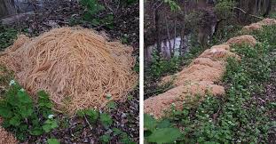 How Did This Pasta End Up In The Woods
