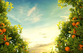 At What Age Does A Citrus Tree Start To Produce Fruit