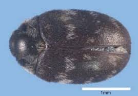 Carpet beetles are a fairly common pest, these insects will do damage to fabric, they known to be a pest in food products as well. Identifying And Controlling Clothes Moths Carpet Beetles And Silverï¬sh Agriculture And Food