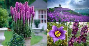 We compiled 62 purple flowers and their care instructions. 68 Types Of Purple Flowers Purple Flower Names Balcony Garden Web