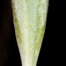 Papaver dubium (long-podded poppy): Go Botany
