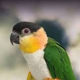Image result for About Black Headed Caique