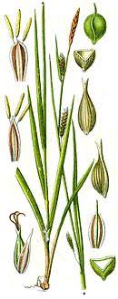 Carex laevigata - Wikipedia