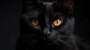 Black Cat Background Image