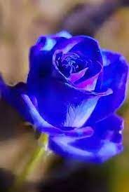 110 ottime idee su Rose Blu | fiori, bellissimi fiori, rosa blu