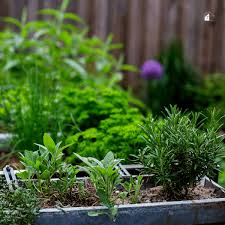 Grow Culinary Herbs Ideal For Beginners