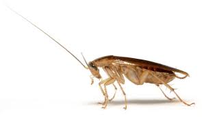 using boric acid against roaches