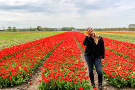 tulip festival netherlands and