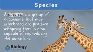 species definition and exles
