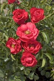 rose flower carpet scarlet
