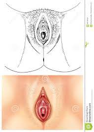 Diagramm, Das Weibliche Vagina Zeigt Vektor Abbildung - Illustration von  anatomie, biologie: 88109526