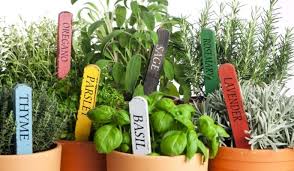 Herb Garden Facts Main Plants