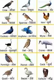 76 birds name in hindi birds chart
