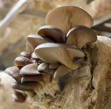 how to grow mushrooms 5 steps to