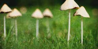 signs of mushroom poisoning in dogs