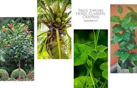 6 diffe types of plants with names