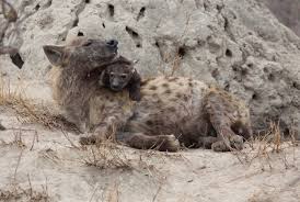 Image result for hyena Territory