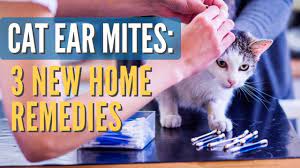 cat ear mites 3 new remes you