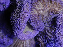 stictyla spp purple