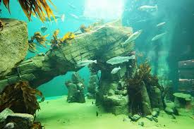 Macduff Marine Aquarium Kelp Tank