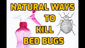 natural ways to kill bed bugs 7 diy