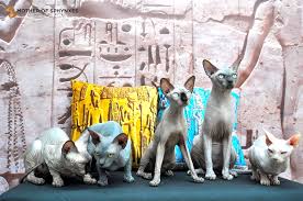 sphynx cat tour thailandiaweb tours