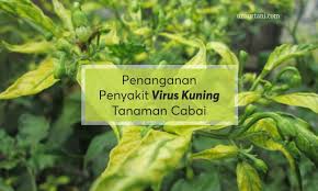 Lada (piper nigrum) merupakan tanaman rempah yang menjadi komoditas ekspor penting di indonesia. Mengatasi Daun Cabai Menguning Akibat Virus Kuning Unsurtani Com