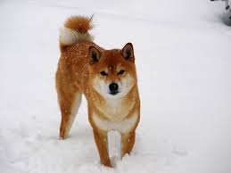 Shiba inu is listed on 11 exchanges with a sum of 11 active markets. Shiba Inu Price How Much Is A Shiba Inu Inushiba