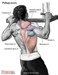 By adding teres major and teres minor exercises into your routine, you can strengthen these muscles, improve your performance, and protect your upper body. 13 Musculus Teres Major Ideen Ubungen Gewichtstraining Fitnessubungen