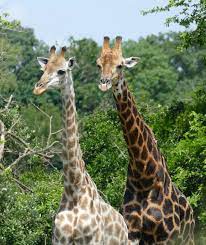 File:Giraffes (Giraffa camelopardalis) female and male (Right) ... (45720313065).jpg - Wikimedia Commons
