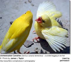 Breeding Canaries Beauty Of Birds