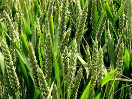 Crop Production Wheat