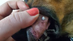 white p growing in my dog s mouth
