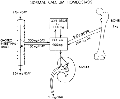 Hormonal Control Of Calcium Homeostasis Clinical Chemistry
