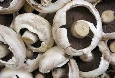 Which mushroom is best for pasta?