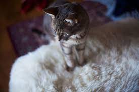 How do you remove scratches from leather furniture? Save Your Sofa How To Keep Cats From Scratching Leather Furniture