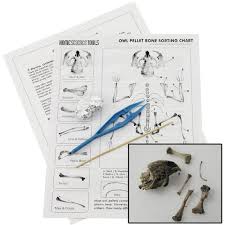 Owl Pellets Kit For Classroom Use Complete Study