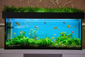 the best 30 gallon fish tank a list of