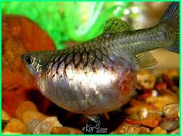 Hasil gambar untuk mengenal ikan guppy