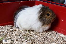How To Clean Guinea Pigs Cage