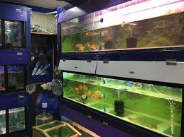 They're born with kids and they interact regularly with them. Lovely Pet Shop Kottivakkam Pet Shops In Chennai Justdial
