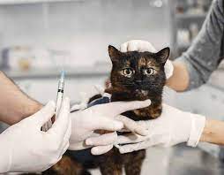 FIP u kota: leczenie [zalecenia weterynarza]
