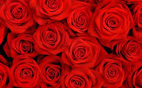 Red roses background ...